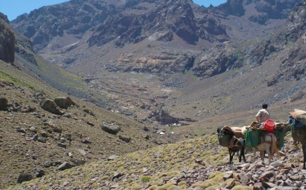 toubkal-mules