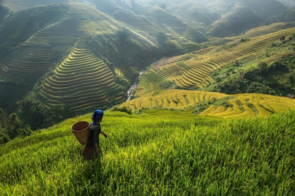 rice-terraces-Vietnam (1024 x 683)