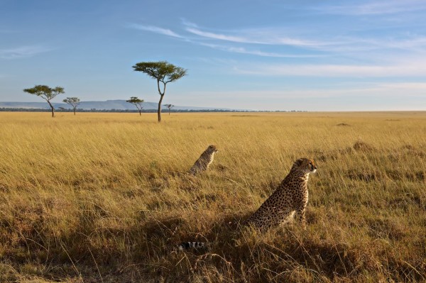 masai_mara_cheetahs